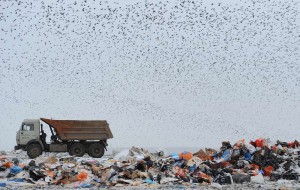 Минприроды края предложило строить мусорные полигоны за счёт нацпроекта «Экология»