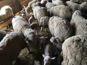 Более 20 тысяч овцематок объягнилось в хозяйствах Агинского района