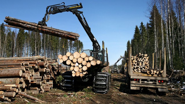 Китаю могут полностью запретить скупать сибирский лес