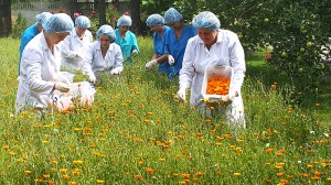 Развитие лекарственного растениеводства