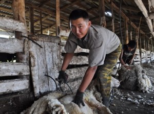 В Могойтуйском районе началась кампания по стрижке овец.