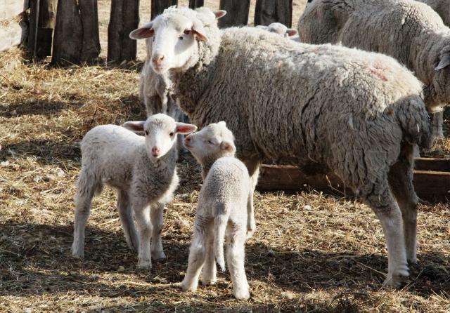 В отрасли овцеводства завершена окотная кампания 2019 года