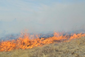 Степной пожар в местности озера Ножий ликвидирован