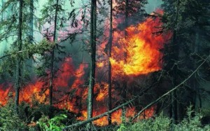 Вознаграждение за информацию о виновниках природных пожаров