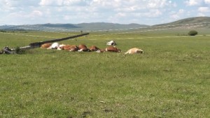 В Могойтуйском районе в результате обрушения опор ЛЭП погиб скот