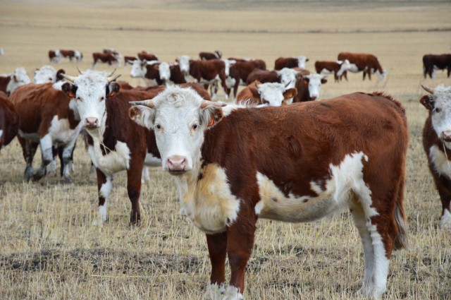 Казахскую белоголовую породу коров будут разводить в Кункуре
